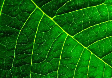 EVIAGENICS sells its flavonoid Biotech platform to Alderys