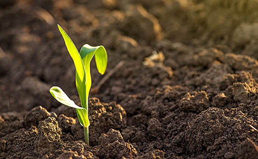 Growing Corn Seedling Sprouts in Agricultural Farm Field