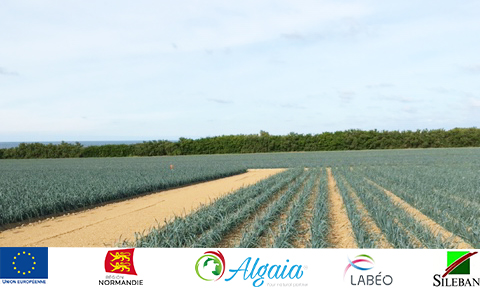 Algaia currently testing seaweed-based agri-ingredients on leeks as part of APostim project