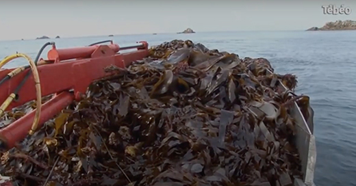 Algaia ALGAIA, PART OF A SUSTAINABLE SEAWEED INDUSTRY IN BRITTANY • Algaia