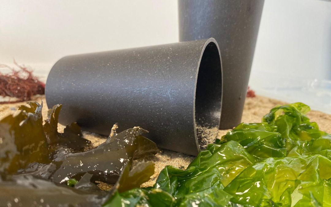 Varech Project – Algaia explores bioplastics using seaweed stranded on Normandy beaches