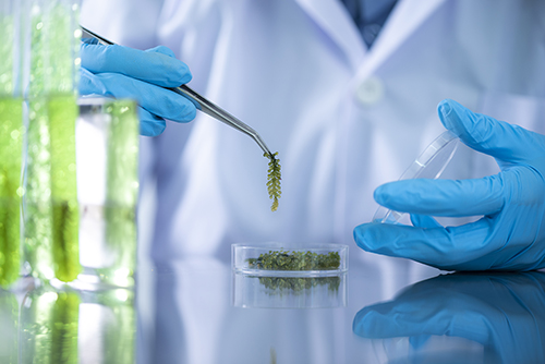 Scientists are developing research on algae. Bio-energy, biofuel, energy research