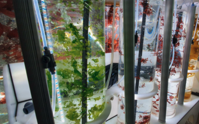 ALGAIA FEATURED IN A RADIO FRANCE INTERNATIONAL PROGRAM ABOUT ALGAE