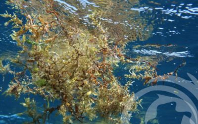 SAVE-C – VALORIZATION OF CARRIBEAN SARGASSUM