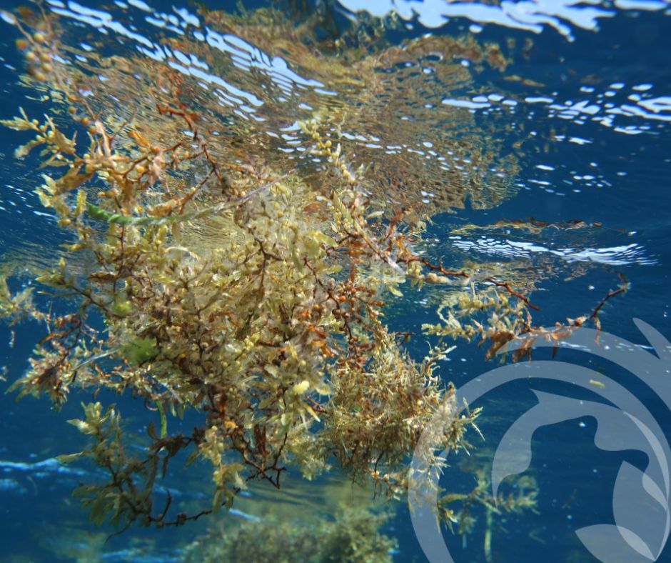 Algaia SAVE-C - VALORIZATION OF CARRIBEAN SARGASSUM • Algaia
