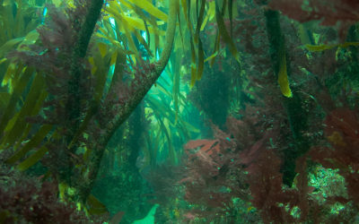 ALGAIA PARTICIPATES TO THE SEASOLV PROJECT